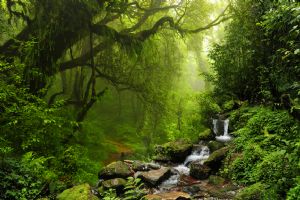 Land vegetation currently accounts for the absorption of up to 30% of human-caused CO2 emissions during photosynthesis